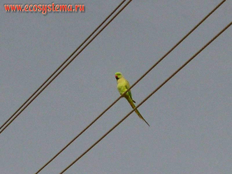 Little ringed parrot Cramer (Psittacula krameri) on the wires. Village outskirts in the internal sandy desert on the Arabian peninsula. Sharjah, United Arab Emirates (UAE)