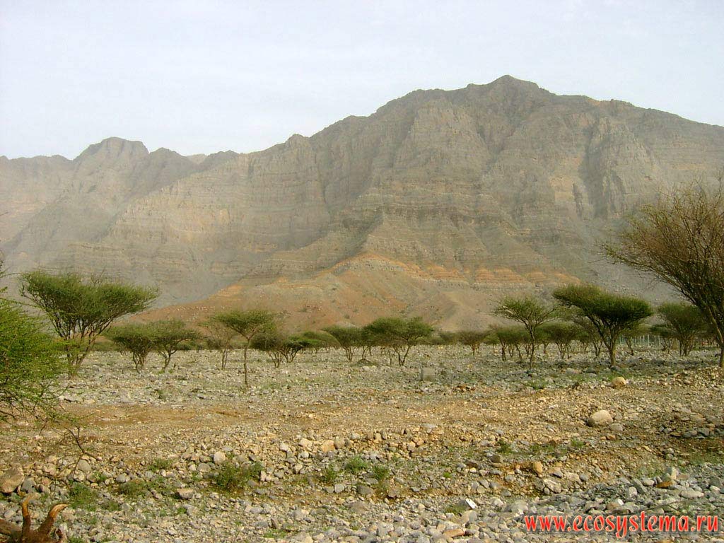 Dry river valley (dry bed of an ancient river, or wadi) in the foothills of the mountains Al Hajar with savannah vegetation with predominance of acacia (genus of the family Mimosoideae). Arabian Peninsula, Fujairah, United Arab Emirates (UAE)