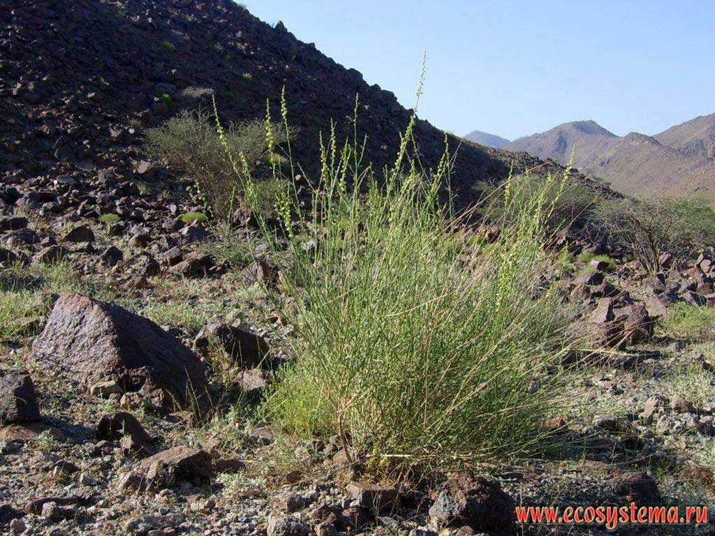 Semi-desert xerophytic vegetation on the Hajar mountain slopes. Arabian Peninsula, Fujairah, United Arab Emirates (UAE)