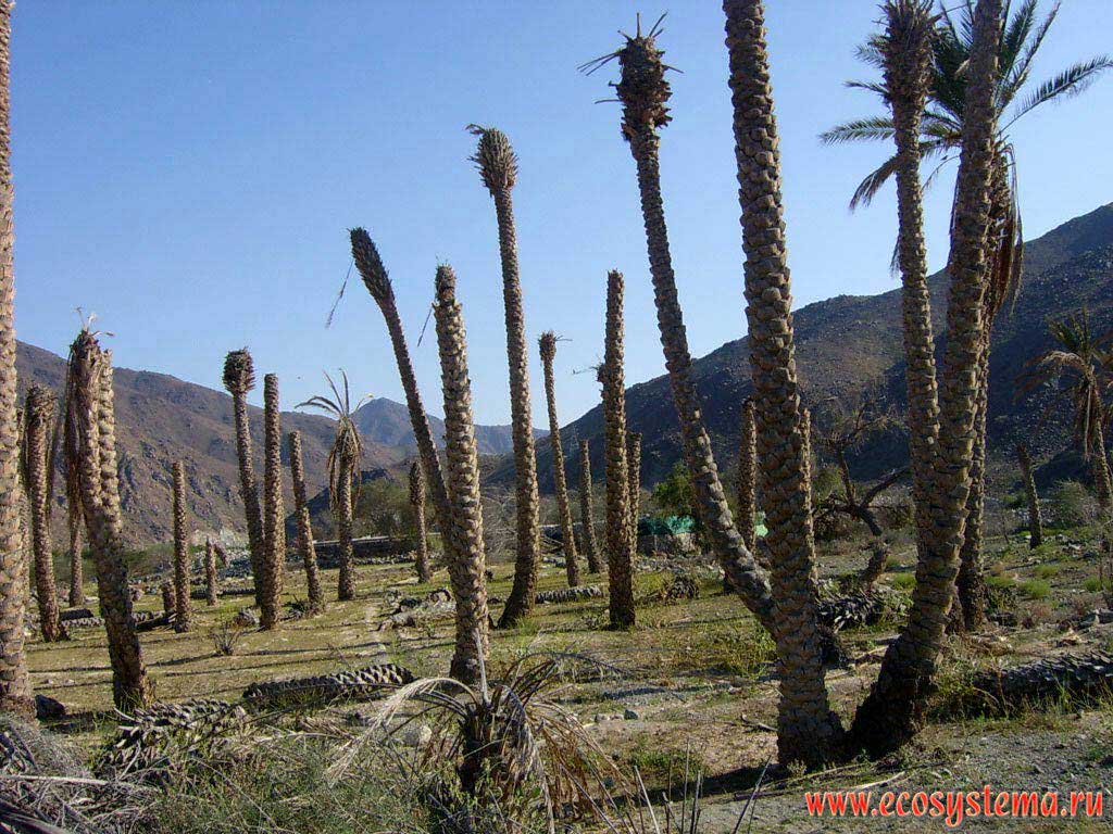 Deserted plantations of date palms in the abandoned village. Hajar Mountains (Al Hajar) Arabian Peninsula, Fujairah, United Arab Emirates (UAE)