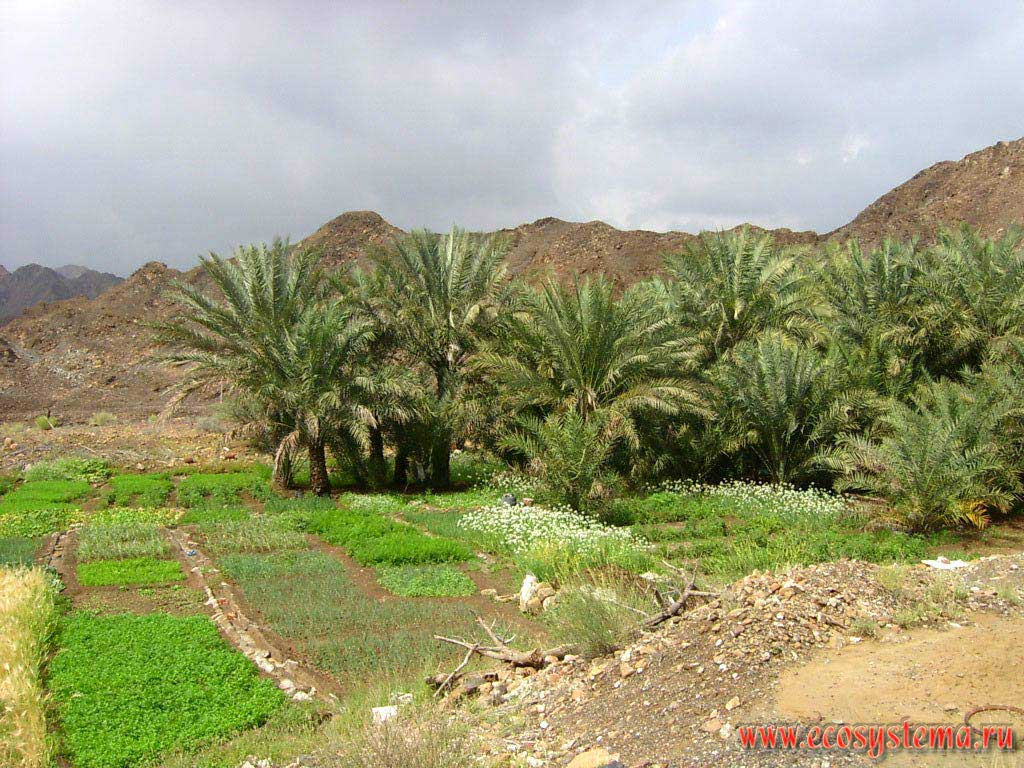 Agricultural anthropogenic landscape with date palms and vegetable gardens in the foothills of the Hajar (Al Hajar) mountain chain. Arabian Peninsula, Fujairah, United Arab Emirates (UAE)