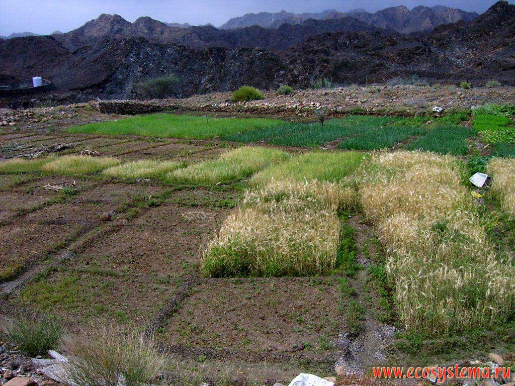 Agricultural anthropogenic landscape with date palms and vegetable gardens in the foothills of the Hajar (Al Hajar) mountain chain. Arabian Peninsula, Fujairah, United Arab Emirates (UAE)