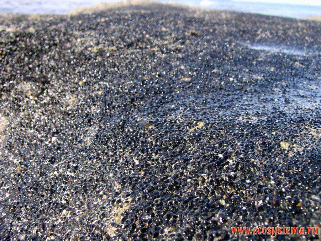 Сплошной покров мелких двустворчатых моллюсков из семейства Митилид (Mytilidae) на камнях в полосе прибоя, оголившихся во время отлива.
Берег Оманского залива Индийского океана. Окрестности города Корфаккан (Khor Fakkan), эмират Фуджейра (Fujairah), Объединенные Арабские
Эмираты (ОАЭ), Аравийский полуостров
