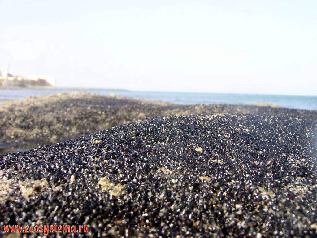 Dense cover of small bivalves (Mytilidae family) on the rocks in the surf zone, bare at low tide. Gulf of Oman, Indian Ocean. Suburbs of the Khor Fakkan, Arabian Peninsula, Fujairah, United Arab Emirates (UAE)