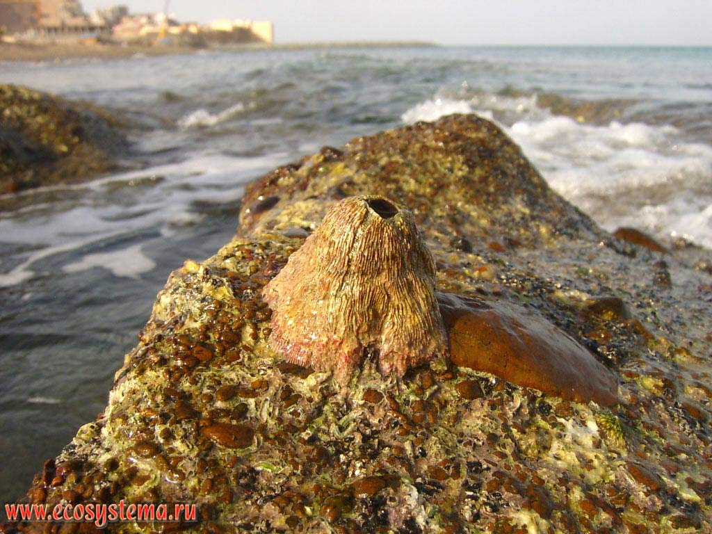 Barnacle (Barnacles order) on a rock in the surf zone, bare at low tide. Gulf of Oman, Indian Ocean. Suburbs of the Khor Fakkan, Arabian Peninsula, Fujairah, United Arab Emirates (UAE)