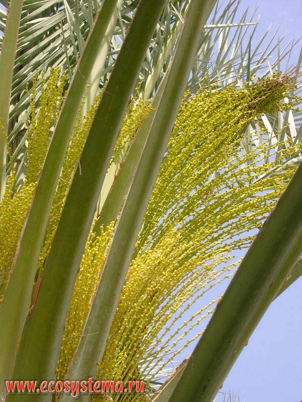Соцветия финиковой пальмы (Phoenix dactylifera L.).
Прибрежный парк на берегу Оманского залива Индийского океана в окрестностях
города Корфаккан, эмират Фуджейра (Fujairah), Объединенные Арабские Эмираты (ОАЭ),
Аравийский полуостров