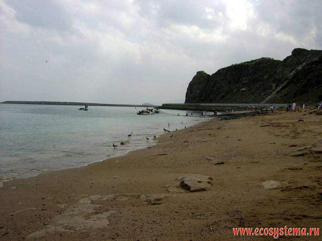 Один из немногих оставшихся диких (незастроенных) участков берега Оманского залива Индийского океана с песчаным пляжем в период отлива.
Вдали - рыбаки, вытаскивающие сети, и рыбоядные птицы (цапли и чайки), слетевшиеся на улов. Окрестности города Дибба (Dibba), эмират Фуджейра
(Fujairah),  Объединенные Арабские Эмираты (ОАЭ), Аравийский полуостров