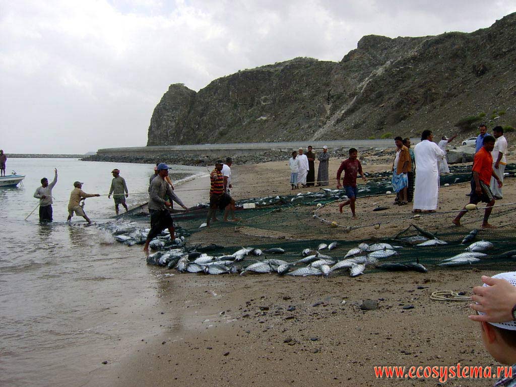 Местные рыбаки, вытаскивающие сети с уловом. Берег Оманского залива Индийского океана в окрестностях города Дибба (Dibba), эмират Фуджейра
(Fujairah),  Объединенные Арабские Эмираты (ОАЭ), Аравийский полуостров