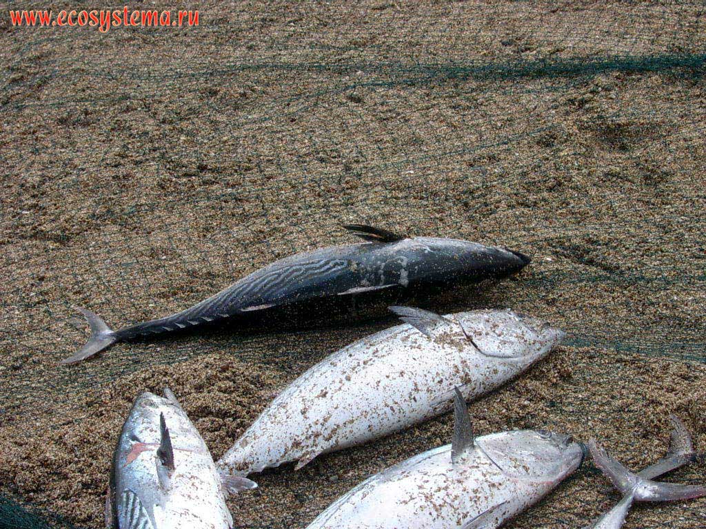 Striated Mackerel or Tuna (Auxis rochei) in the catch of the local fishermen. Beach of the Gulf of Oman in the Indian Ocean near the town of Dibba, Arabian Peninsula, Fujairah, United Arab Emirates (UAE)