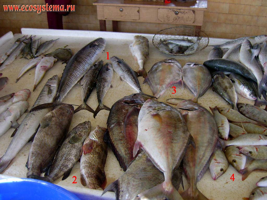 Scomber (Scomber sp., 1), Stone Bass or Grouper (Serranidae, 2), Cranx (Caranx sp., 3), Emperor (Lethrinus sp., 4) at the local fish market. Umm Al Quwain, United Arab Emirates (UAE) 