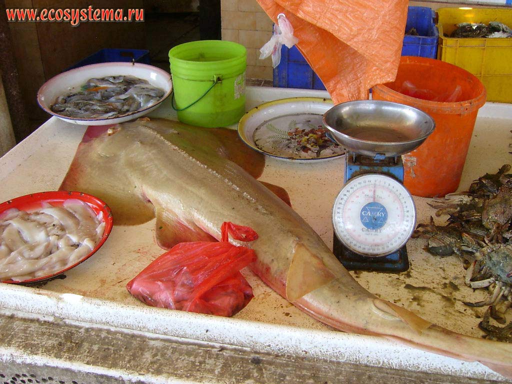 Shark Monkfish (Squatina sp.) in the local fish market. Umm Al Quwain, United Arab Emirates (UAE) 