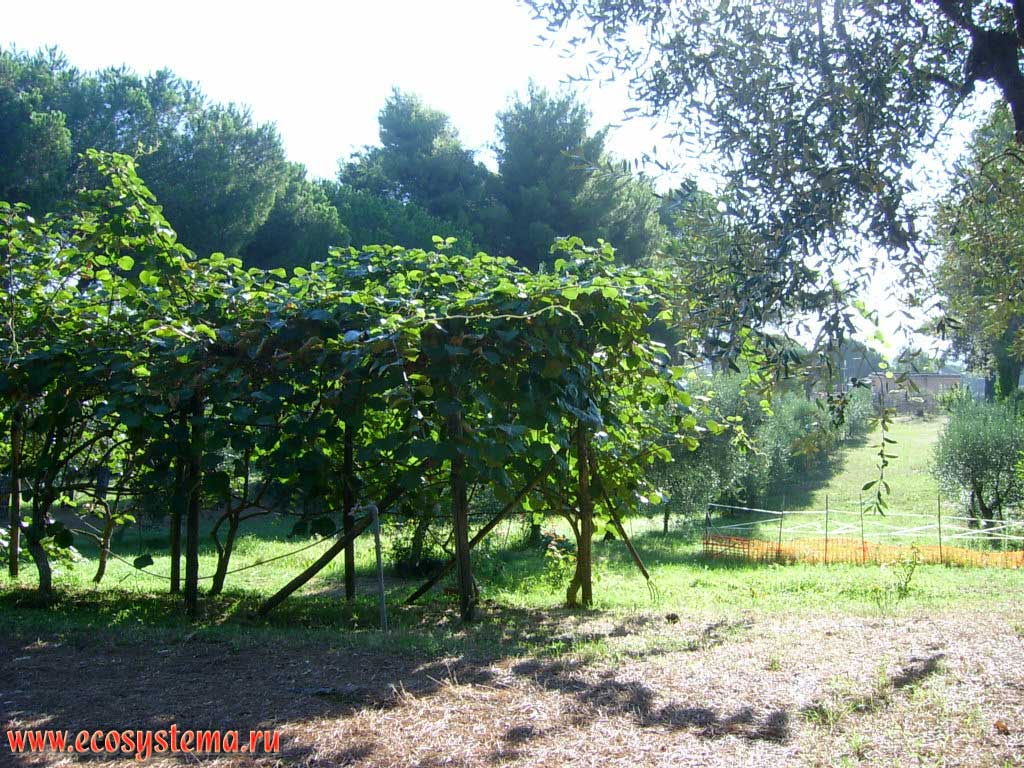 Kiwi plantation (Actinidia chinensis), or Chinese Actinidia (Chinese gooseberry) on the farm in the outskirts of Rome. Central Italy, the province of Viterbo, Lazio region