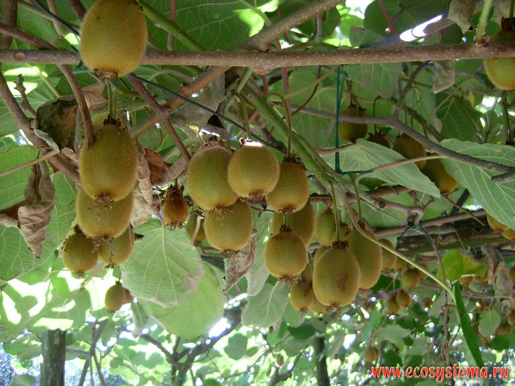 The kiwifruit (Actinidia chinensis), or Chinese Actinidia (Chinese gooseberry) on a farm in the outskirts of Rome. Central Italy, the province of Viterbo, Lazio region