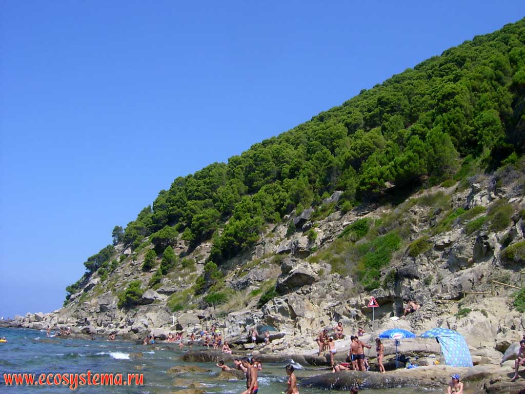 The steep bank of the Tyrrhenian Sea covered with pine coniferous forests (Pinus pinea, Italian pine). Outskirts of the Cilento National Park. Neighborhood of Agropoli, Province of Salerno, Campania Region, Southern Italy