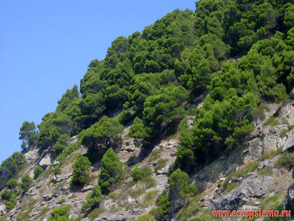 Coniferous pine forest (Pinus pinea, Italian pine) on the Tyrrhenian Sea shores. Cilento National Park, around the city of Agropoli, Province of Salerno, Campania Region, Southern Italy
