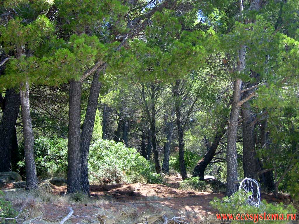Coniferous pine forest (Pinus pinea, Italian pine) on the Tyrrhenian Sea shore. Cilento National Park, around the city of Castellabate, province of Salerno, Campania Region, Southern Italy