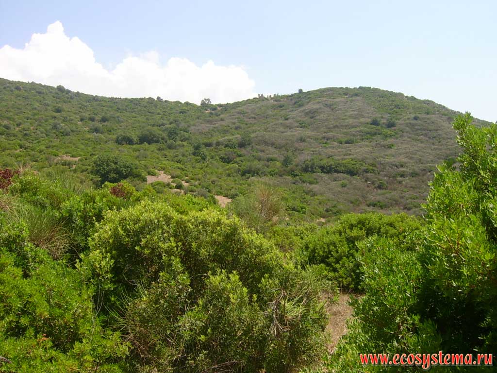 Xerophytic vegetation - maquis, submitted by evergreen stunted shrubs and grasses. Tyrrhenian Sea, the Cilento National Park, Province of Salerno, Campania Region, Southern Italy