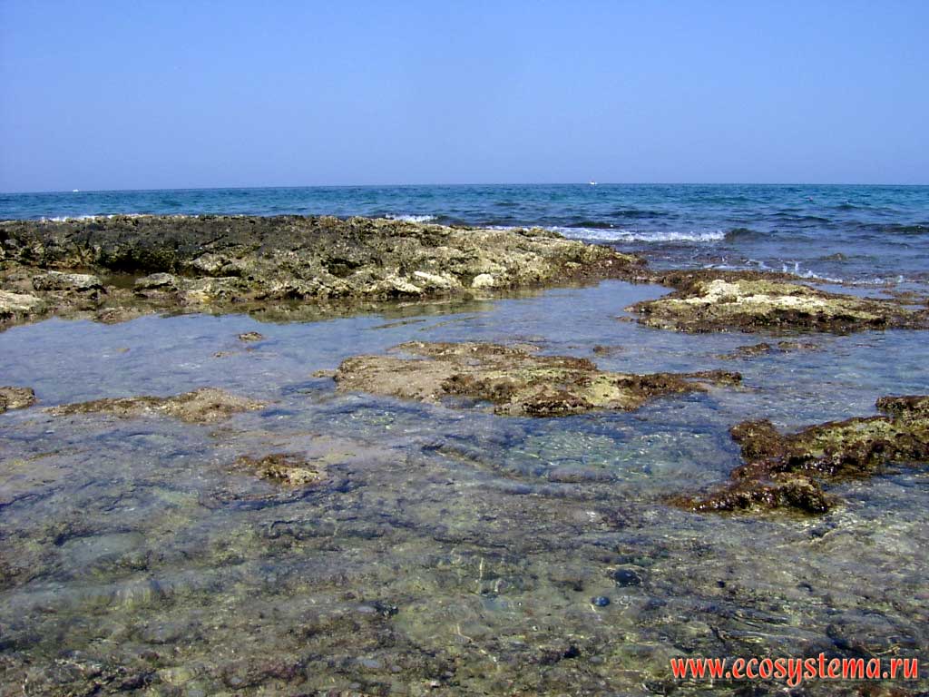 Escarpment on the Adriatic Sea with karst phenomena. Vicinity of Bari, Bari Province, Apulia (Puglia) Region, Southern Italy