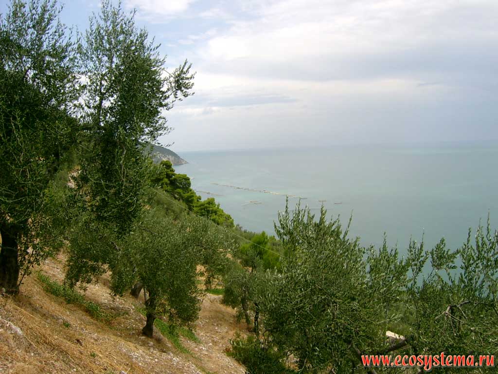Adriatic coast with the plantations of mussels and oysters in coastal waters. On the mountain slopes (foreground) - olive groves. Gargano National Park, province of Foggia, Apulia (Puglia) Region, Southern Italy