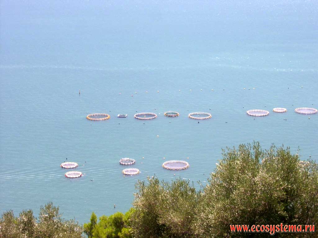 Aquaculture - mussel and oyster plantations in the Adriatic Sea near the coast of the Gargano peninsula. Gargano National Park, province of Foggia, Apulia (Puglia) Region, Southern Italy