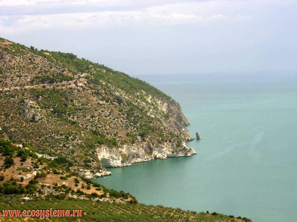 Steep Adriatic coast of the peninsula of Gargano. Gargano National Park, province of Foggia, Apulia (Puglia) Region, Southern Italy