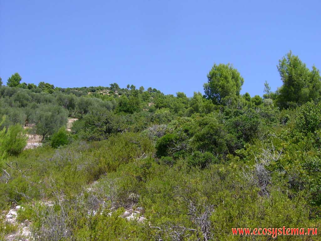 Xerophytic mixed forests of pine (Pinus pinea) and the strawberry tree (Arbutus andrachne) with a splash of olive trees on the Adriatic coast. The Gargano National Park, province of Foggia, Apulia (Puglia) Region, Southern Italy
