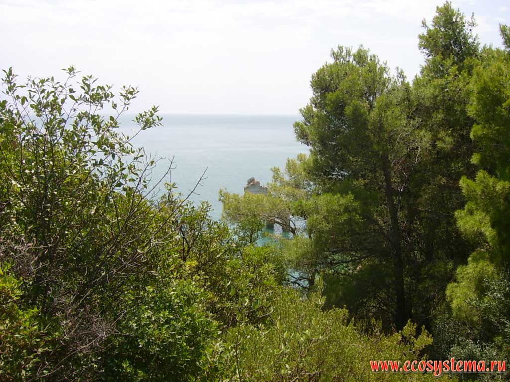 Mixed forest of pine (Pinus pinea) and the strawberry tree (Arbutus andrachne) on the Adriatic coast. The Gargano National Park, province of Foggia, Apulia (Puglia) Region, Southern Italy