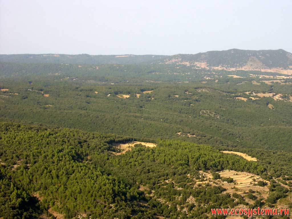 Mixed forests with predominance of pine, beech and oak in the highlands of the Gargano peninsula. Panorama of the town of Monte Sant' Angelo - the place of the Archangel Michael three times appearance. Gargano National Park, province of Foggia, Apulia (Puglia) Region, Southern Italy