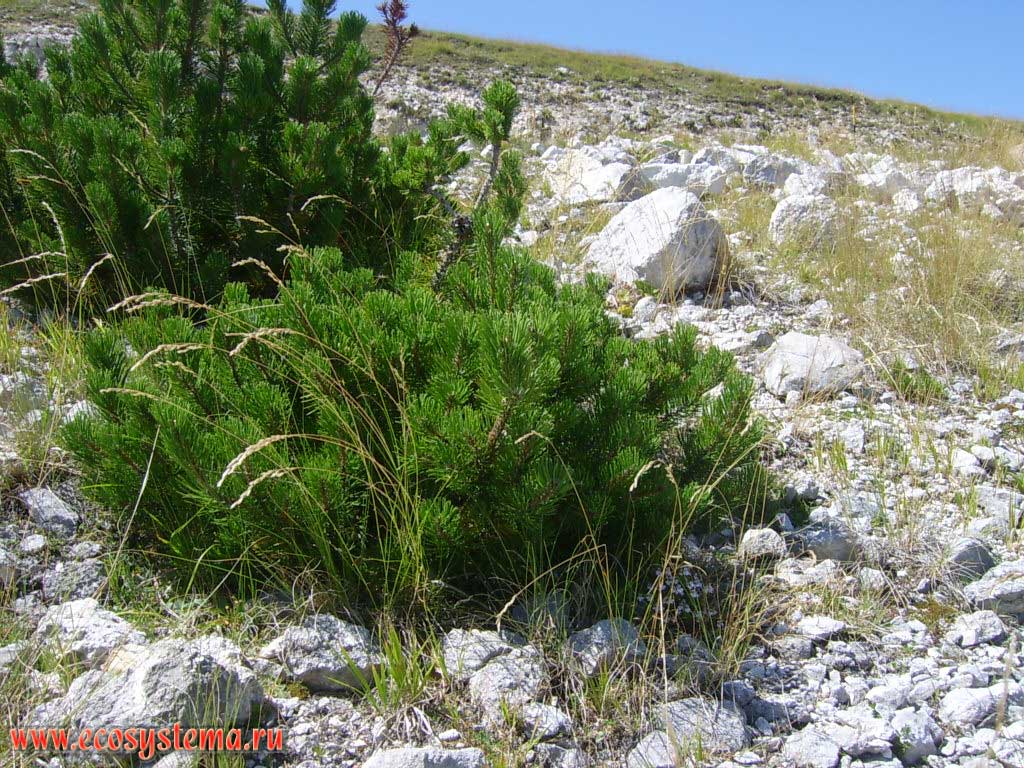 Сосновый стланик (угнетенная форма дерева в результате неблагоприятных условий высокогорья) на пологих сглаженных вершинах горного массива Делла Майелла (Центральные Апеннины) на высоте около 2000 над уровнем моря. Национальный парк Майелла (Della Maiella, или Majella), провинция Пескара в регионе Абруццо, Центральная Италия