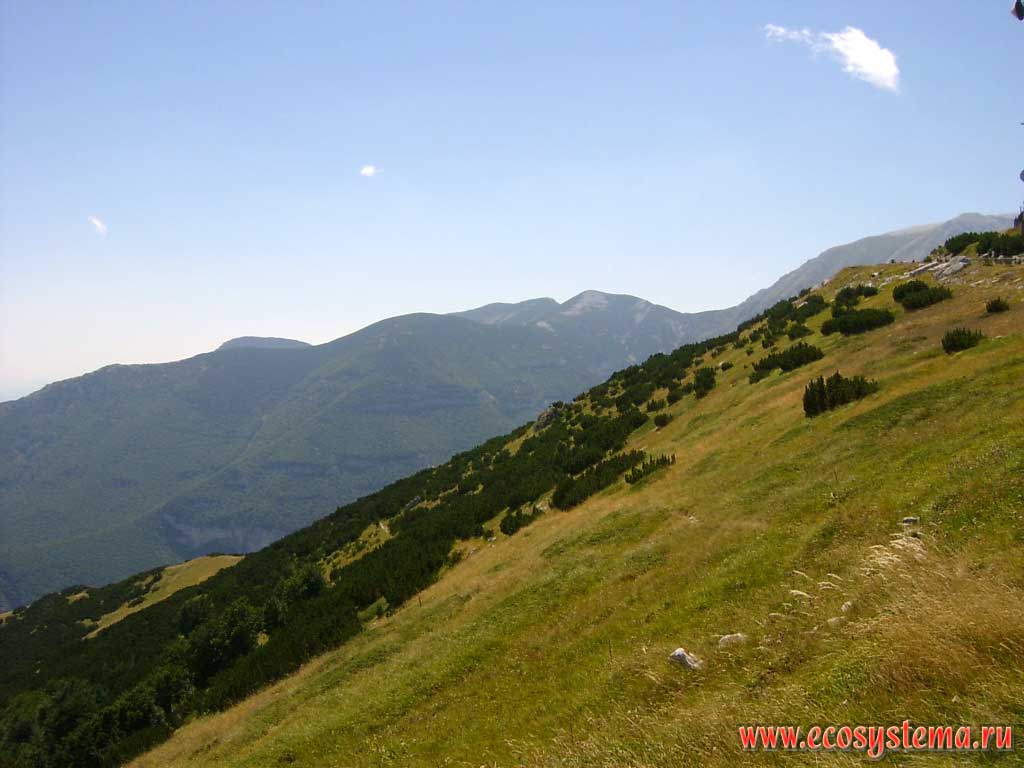 High-altitude zone on the smooth tops of Della Maiella mountains (Central Apennines): coniferous pine forests and pine elfin zone is changing by subalpine meadows. The height is about 2000 above sea level, Maiella National Park, province of Pescara, Abruzzo Region, Central Italy