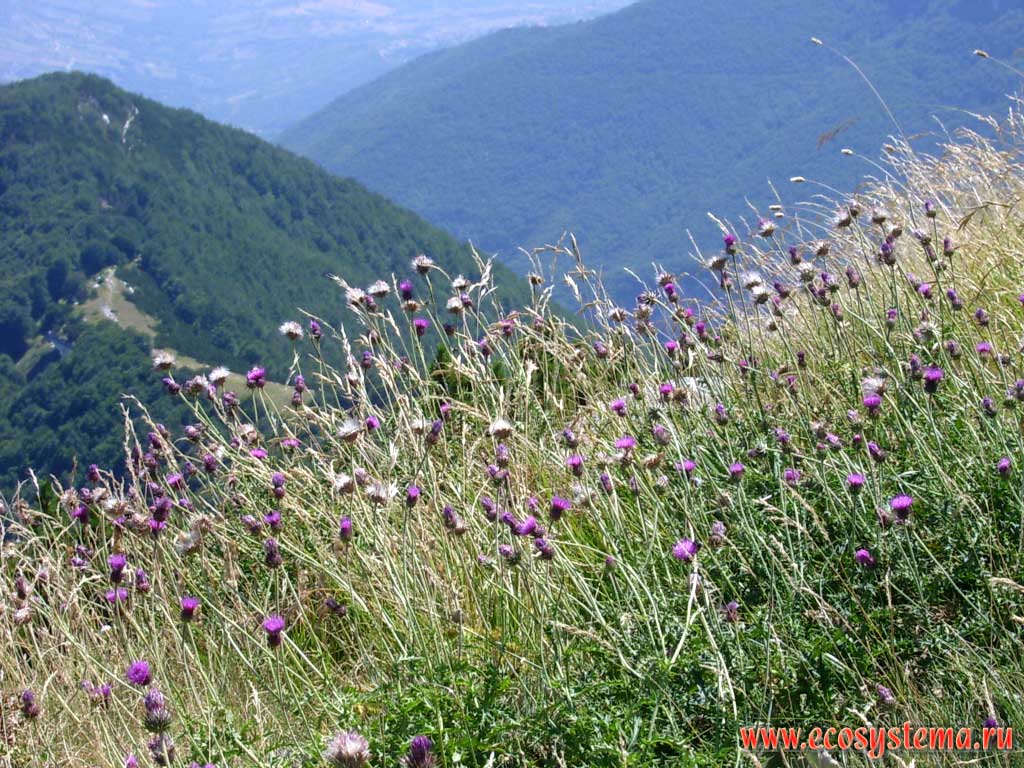 Motley of subalpine meadows with predominance of grasses (foxtail, timothy) and Creeping Thistle on flat smooth  mountain tops of Della Maiella Massif (Central Apennines). Height is about 2000 above sea level, Maiella National Park, province of Pescara, Abruzzo Region, Central Italy