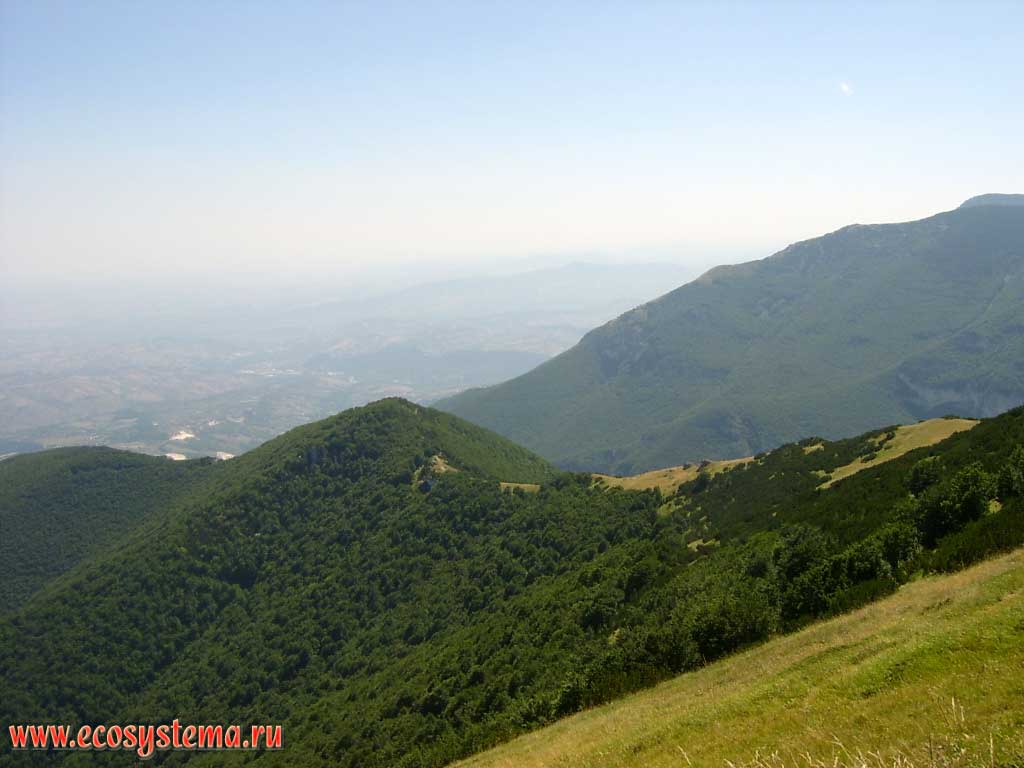 The upper border of coniferous pine forests and pine-dwarf on the slopes of the mountain massif of Della Maiella (Central Apennines) at an altitude of 2,000 above sea level. Maiella National Park, province of Pescara, Abruzzo Region, Central Italy
