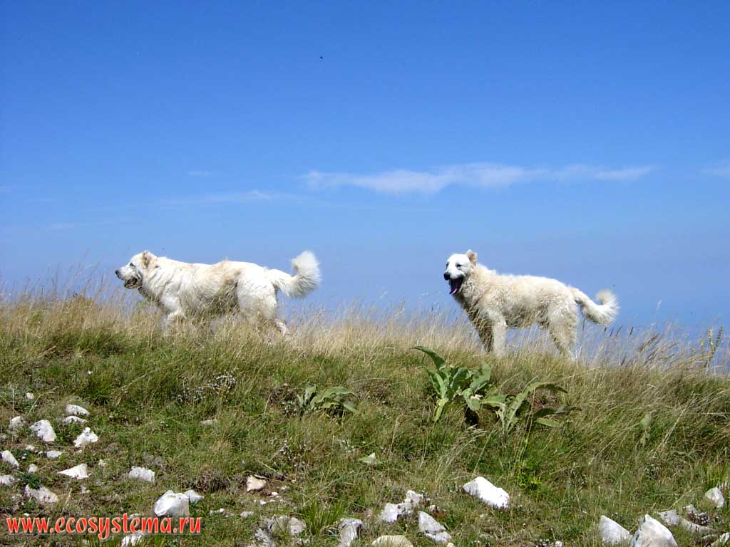 Пастушьи собаки - овчарки, охраняющие отару овец, в горах Делла Майелла (Маджелла). Центральные Апеннины, национальный парк Майелла, провинция Пескара в регионе Абруццо, Центральная Италия