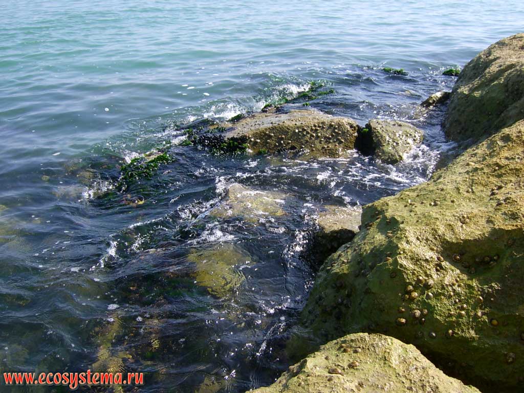 Камни волнореза (мола) в приливно-отливной зоне Адриатического моря, покрытые организмами бентоса и перифитона. Курорт Пескара в регионе Абруццо, Центральная Италия