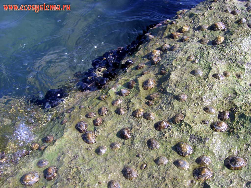 Морские блюдечки (Patellidae) на камнях волнореза (мола) в приливно-отливной зоне Адриатического моря. Курорт Пескара в регионе Абруццо, Центральная Италия