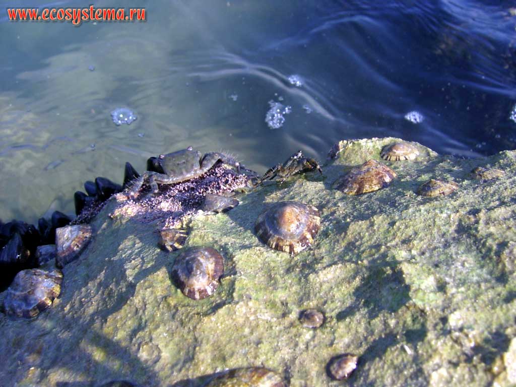 Marine limpets (Patellidae) and crabs on the rocks of the breakwater (pier) in the intertidal zone of the Adriatic Sea. The resort of Pescara in Abruzzo Region, Central Italy