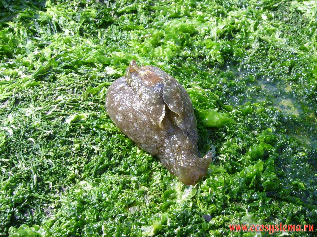 Sea hare, or Aplysia (genus Aplysia) - representative of the detachment shellfish (Anaspidea), tossed by the surf on the shore of Adriatic Sea (body length is about 25 cm). The resort of Pescara in Abruzzo Region, Central Italy