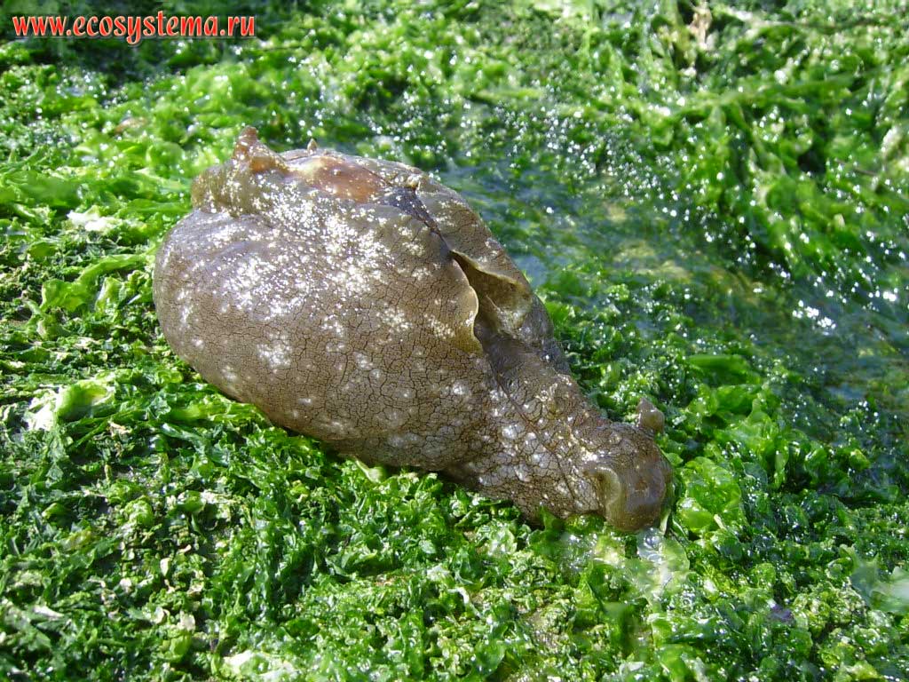 Sea hare, or Aplysia (genus Aplysia) - representative of the detachment shellfish (Anaspidea), tossed by the surf on the shore of Adriatic Sea (body length is about 25 cm). The resort of Pescara in Abruzzo Region, Central Italy