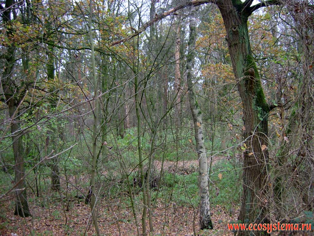 Mixed forest with predominance of oak and maple in Hohe-Mark nature park. Westphalia (Westfalen), northern Germany on the border with the Netherlands