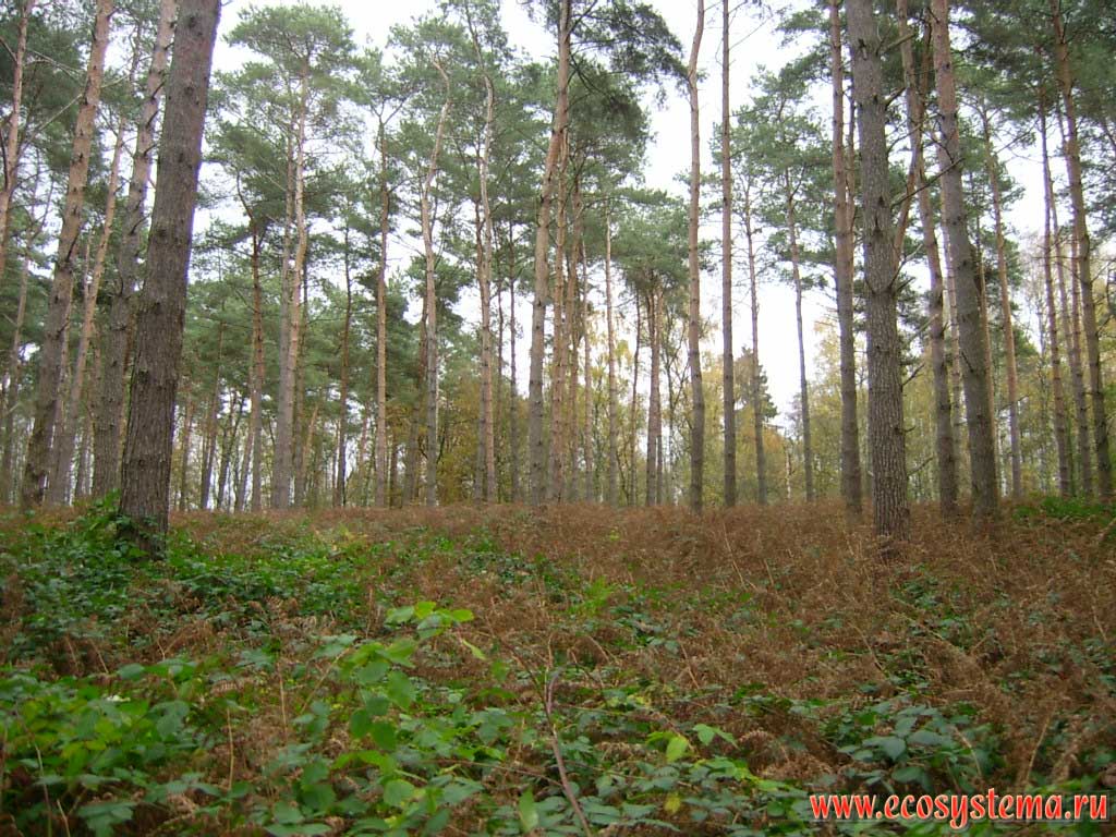 Pine forest area with an undergrowth of brambles in the Hohe-Mark Naturpark. Westphalia (Westfalen), northern Germany on the border with the Netherlands
