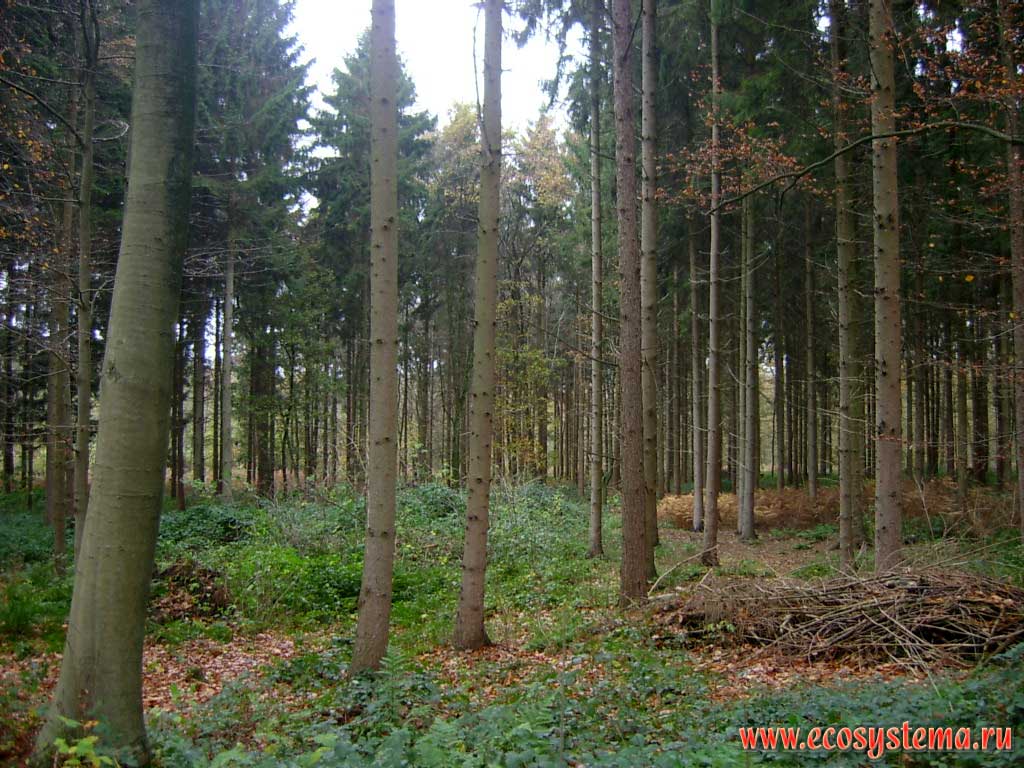 Участок елового темнохвойного леса (ельник) в природном парке Хохе-Марк (Hohe-Mark Naturpark). Земля Вестфален (Westfalen), север Германии на границе с Нидерландами