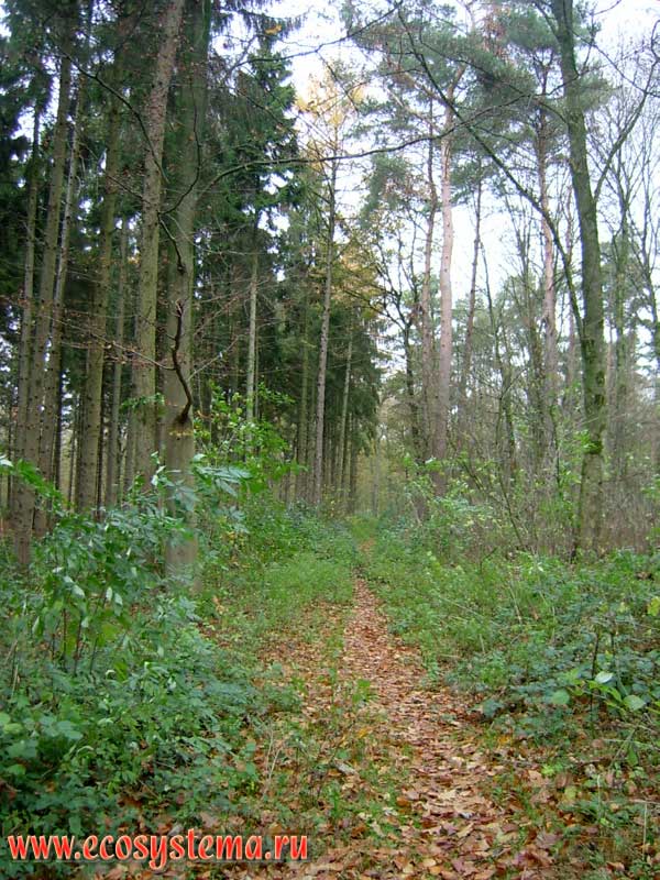 Смешанный лес с участием ели, сосны, дуба и клена в природном парке Хохе-Марк (Hohe-Mark Naturpark). Земля Вестфален (Westfalen), север Германии на границе с Нидерландами