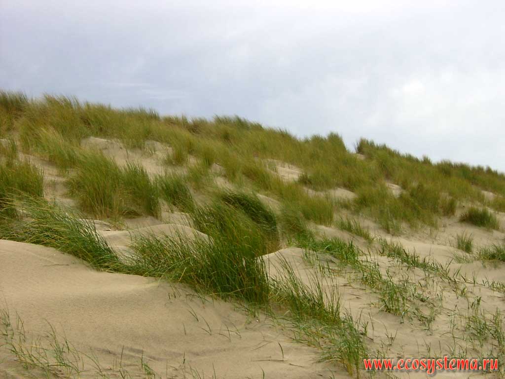 Средняя часть (склон) песчаной дюны, заросший злаковыми травами, на побережье Северного моря. Остров Вальхерен (Walcheren) в проливе Восточная Шельда (Ooosterschelde), недалеко от города Норд-Бевеланд (Noord-Beveland), провинция Зеландия (Zeeland), северо-запад Нидерландов, Северная Европа