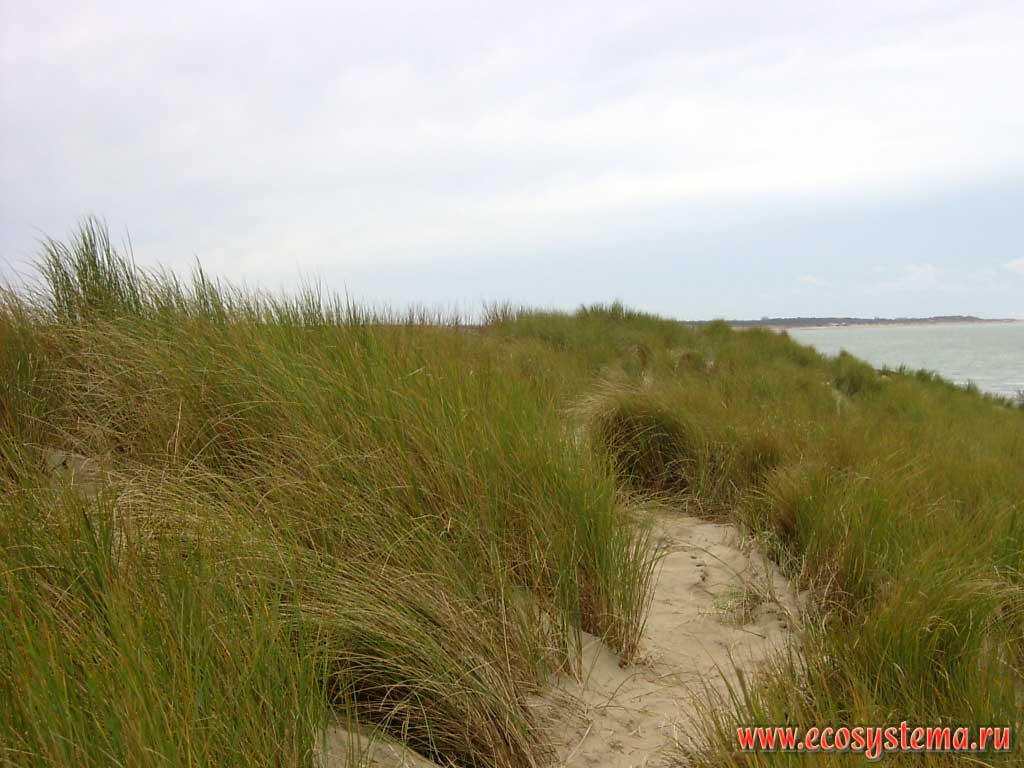 The upper part (crest) of the sand dune, overgrown with grasses, on the North Sea coast. The island of Walcheren in the Strait of Eastern Scheldt (Ooosterschelde), near the town of Nord-Beveland (Noord-Beveland), Province of Zealand (Zeeland), north-west of the Netherlands, Northern Europe