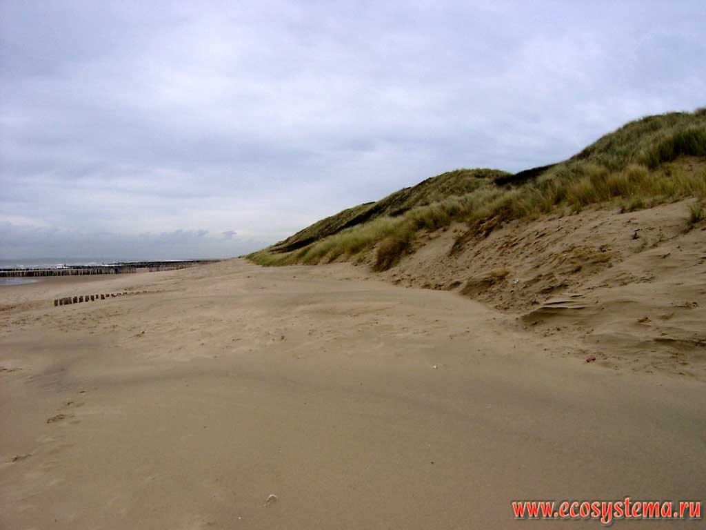Берег Северного моря с песчаным пляжем и подножием песчаной дюны. Западная оконечность полуострова Вальхерен (Walcheren), на окраине города Домбург (Domburg) в провинции Зеландия (Zeeland), северо-запад Нидерландов, Северная Европа