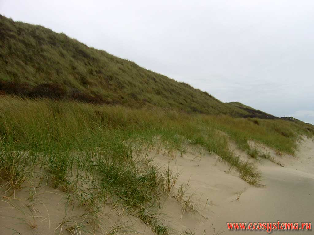 The foot (base) of the sand dune on the North Sea coast. The western extremity of the peninsula Walcheren, on the outskirts of Domburg in the province of Zealand (Zeeland), north-west of the Netherlands, Northern Europe
