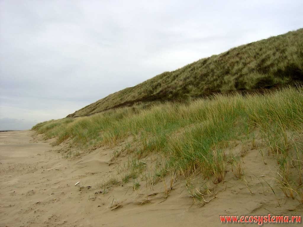 Подножие песчаной дюны на побережье Северного моря. Западная оконечность полуострова Вальхерен (Walcheren), на окраине города Домбург (Domburg) в провинции Зеландия (Zeeland), северо-запад Нидерландов, Северная Европа
