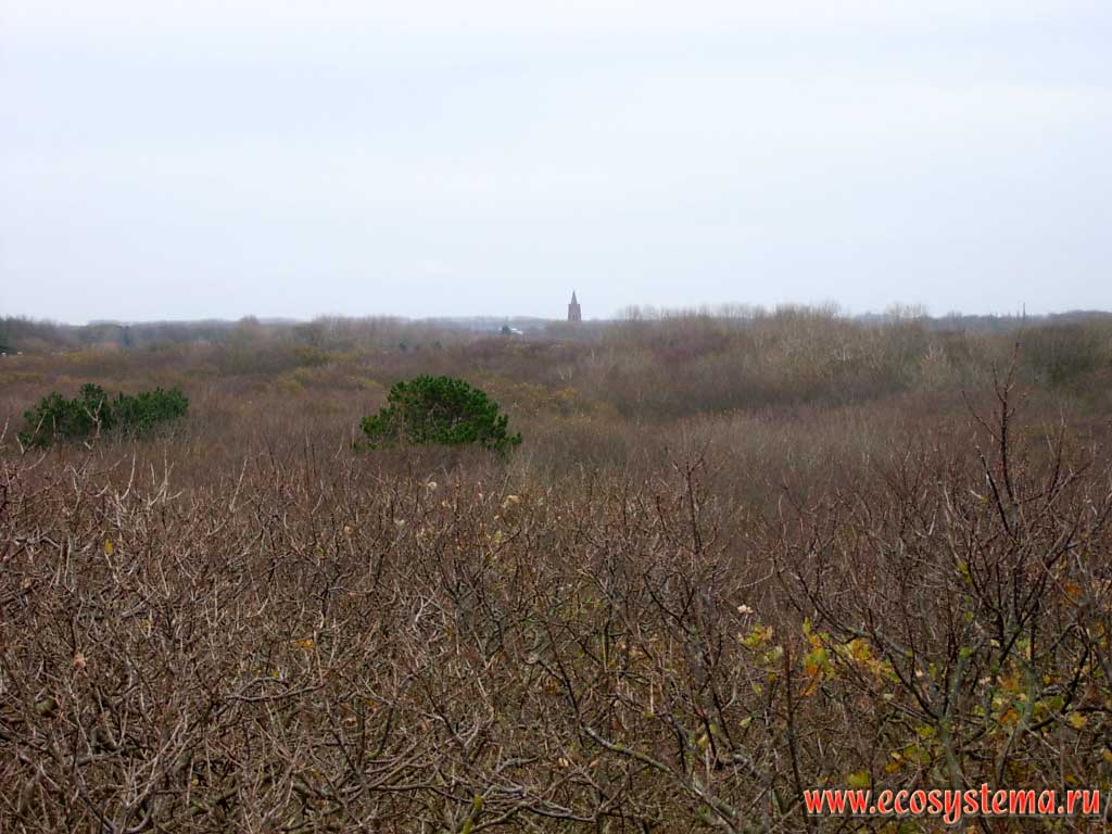 View of the broad-leaved deciduous forest (mainly oak) on the polders - the low-lying areas of land behind the dunes that separate them from the North Sea. The western extremity of the peninsula Walcheren, on the outskirts of Domburg in the province of Zealand (Zeeland), north-west of the Netherlands, Northern Europe