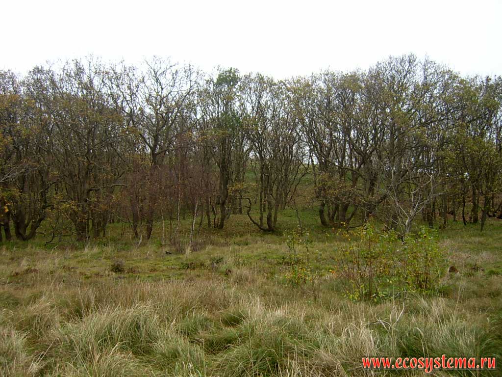 Broad-leaved deciduous forest with predominance of oak and maple on the slopes of the dunes facing the polders. The western extremity of the peninsula Walcheren, on the outskirts of Domburg in the province of Zealand (Zeeland), north-west of the Netherlands, Northern Europe