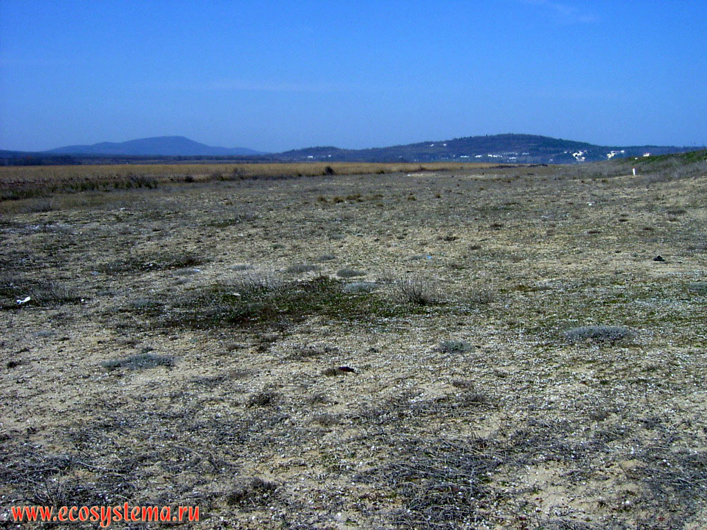 Sand dunes with arid (desert) vegetation on the Black sea coast